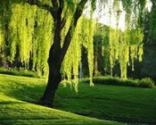 willow tree pic