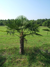windmill palm