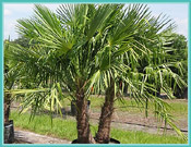 windmill palm