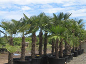windmill palm trees