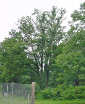 zelkova tree