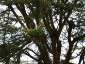 Tree Acacia