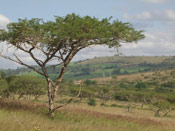 Acacia Tree Image