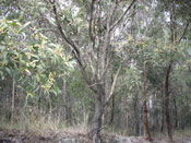 Acacia Tree Species