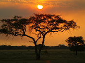 Acacia Tree Pictures