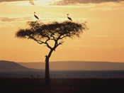 Acacia Tree Pictures