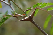 Acacia Thorn Tree