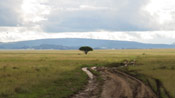 Acacia Tree Photo