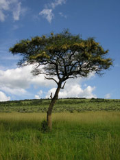 Acacia