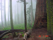 Giant Sequoia