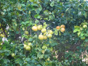 A Grapefruit Tree