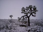 Joshua Tree, Picture of the Joshua Tree