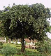 a mango tree