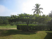 a mangrove tree