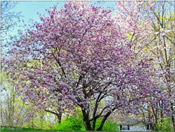 amazing magnolia tree