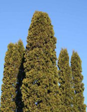 Arborvitae