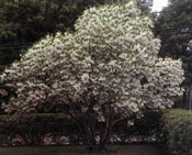 Fringe Tree