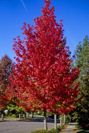 american sweetgum