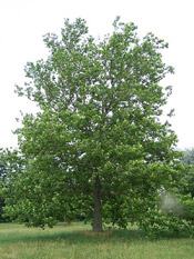 american sycamore