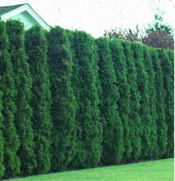 American Arborvitae