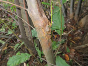 American Chestnut