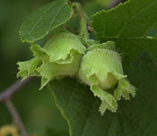 Hazelnut Tree Pictures; American Hazelnut