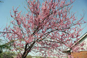 american redbud