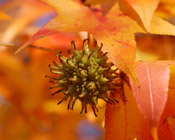 american sweetgum