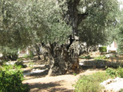 ancient olive tree