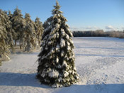 Pine Tree Pictures: A pine tree in Winter