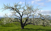 Apple Fruit Tree