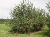 Apple Fruit Tree, Image of the Apple Tree
