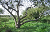 Old Apple Tree