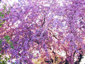 Pictures of Apple Trees: Blossom on an Apple Tree