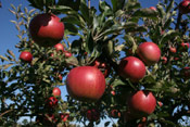 Apple Tree Fruit, Close up Photo of a Red Apples on a Tree