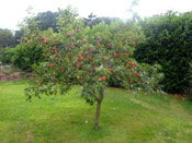 Apple Tree with Fruit