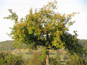 Apple Tree, Picture of an Apple Tree