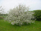 Apple Tree Covered in White Blossom