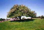 Apple Tree, Picture of an Apple Tree