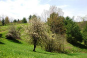 Crab Apple Tree Picture