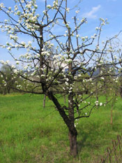 Apple Tree Blooms, Photo of Apple Flowers