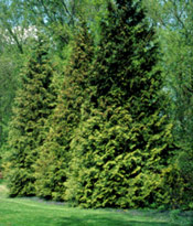 Arborvitae tree