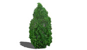 Arborvitae