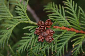 Arborvitae Branch