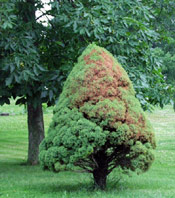 Arborvitae