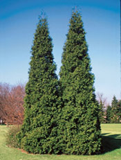 Arborvitae tree picture