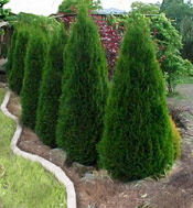 Arborvitae trees