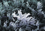 Arborvitae Pic