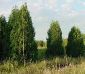 Arborvitae Photograph