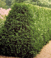 Arborvitae Picture